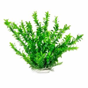 Hygro-like 6" w/weighted base Bag & Header, Green