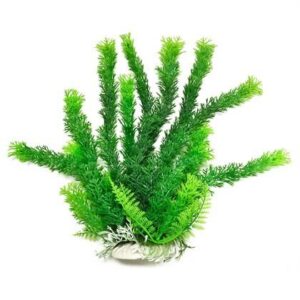 Cabomba-like 12" w/weighted base Bag & Header, Green