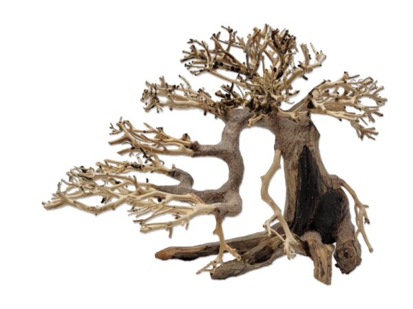 Naturescapes Dragon Bonsai Sm