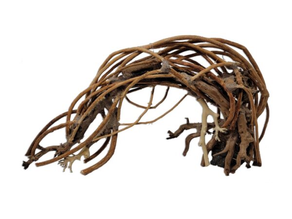Naturescapes Crescent Bonsai Med